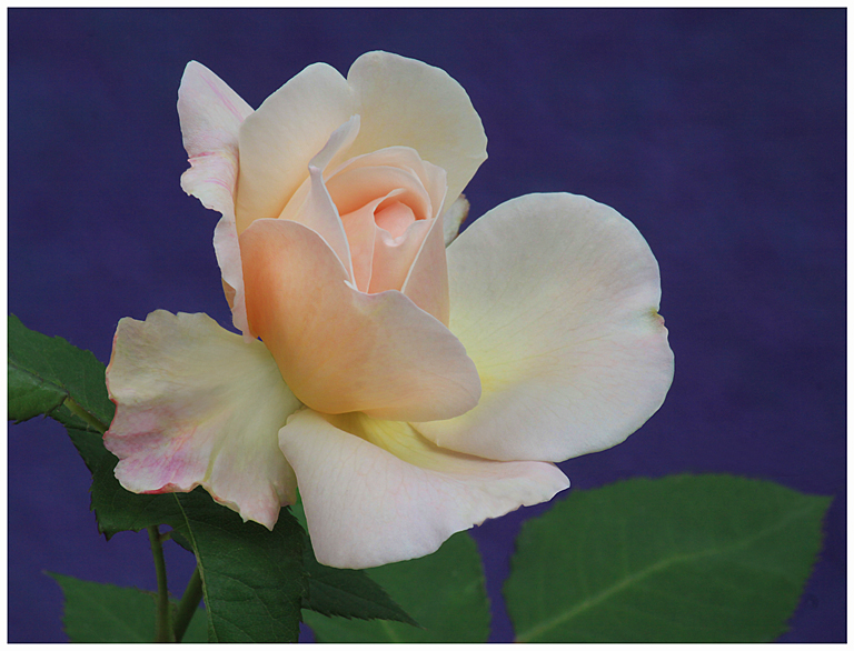 Pink Rose Blossom 8800   P O'Malley